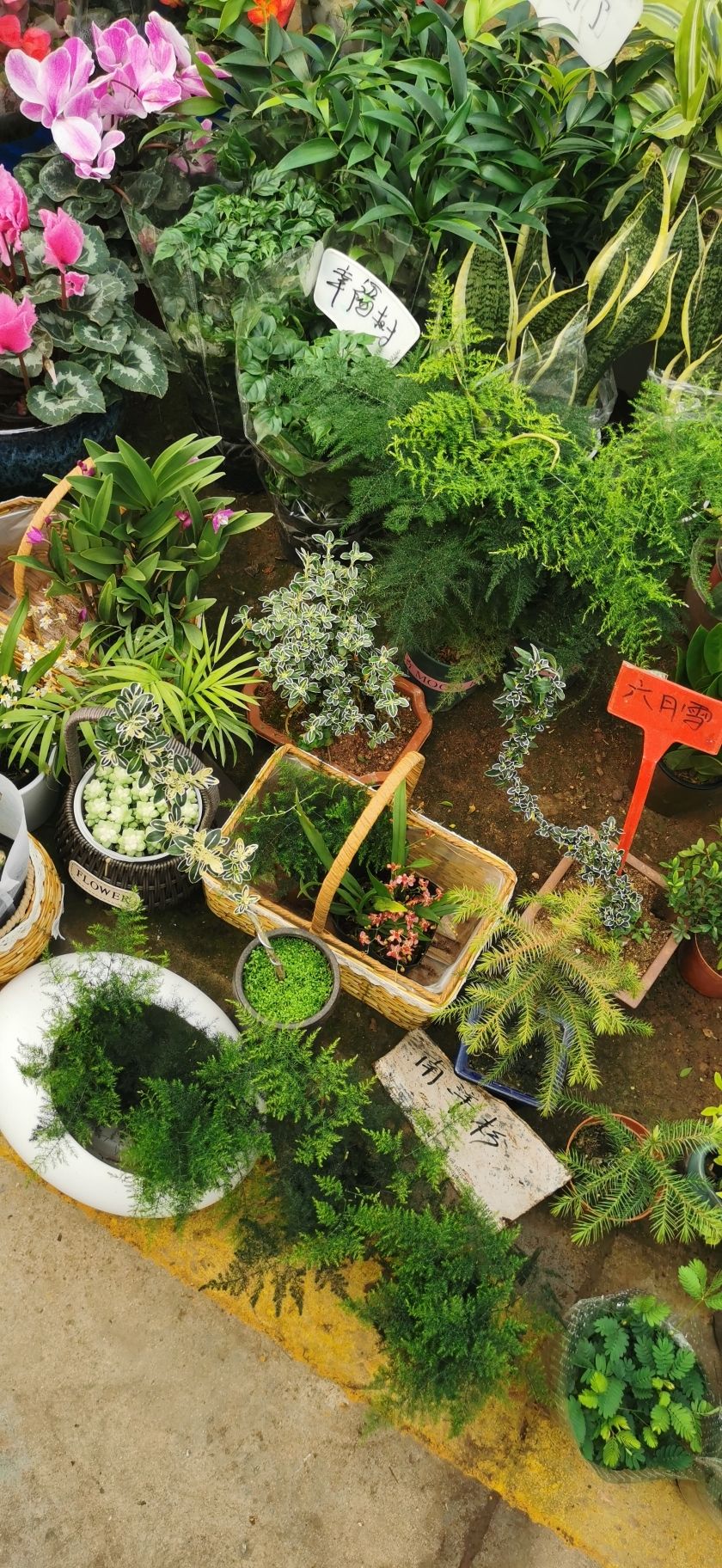 植物园花卉市场