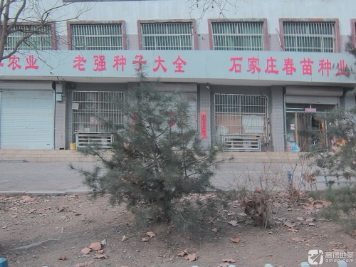 老强种子大全