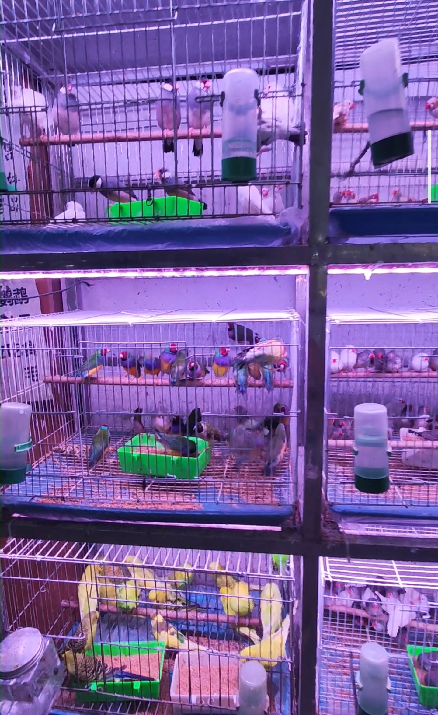 怀特花鸟鱼虫市场(富强大街)