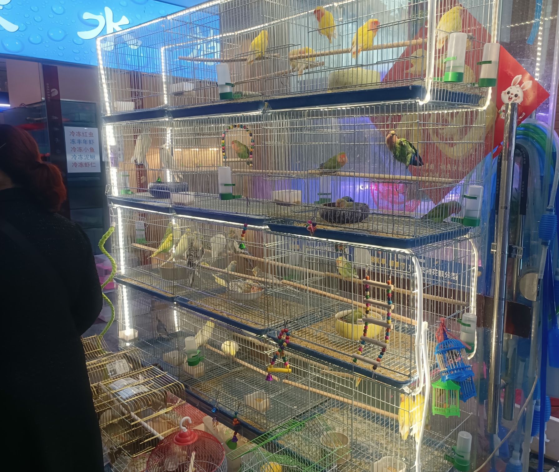 怀特花鸟鱼虫市场(富强大街)