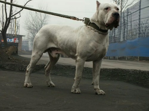 福庆犬舍
