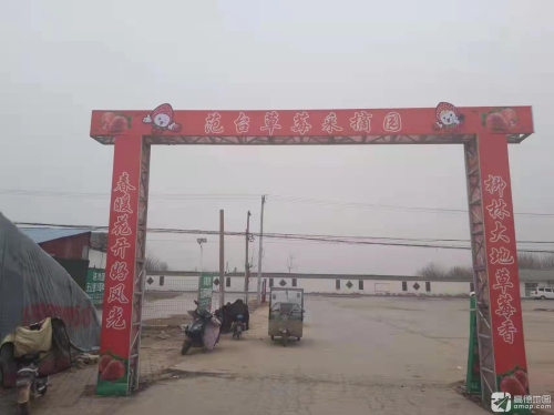 栾城区范台草莓采摘园