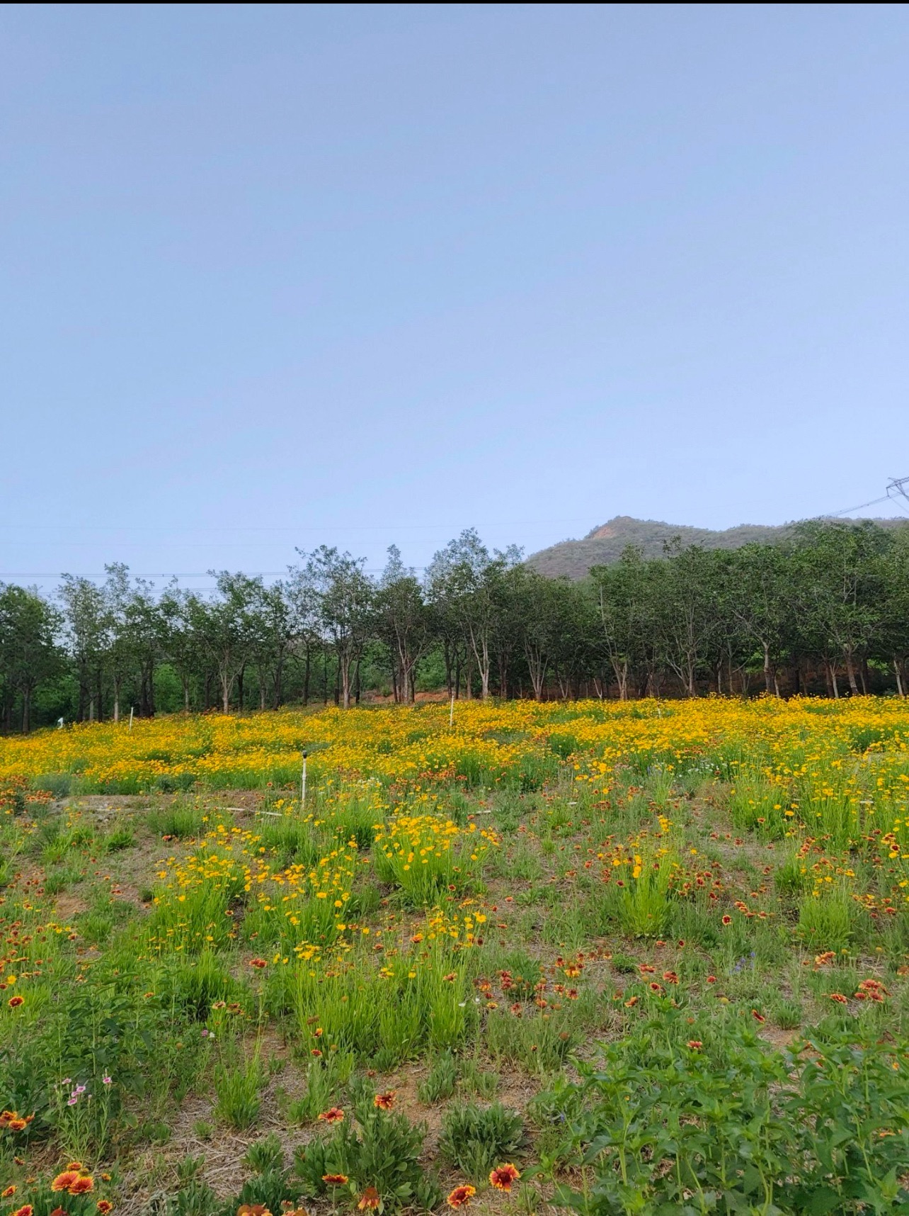 紫藤西山庄园