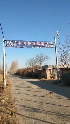 中飞花卉苗木基地