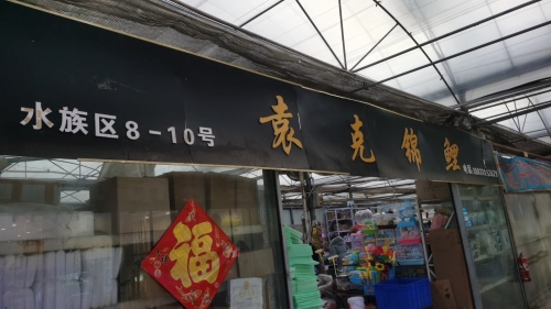 袁克锦鲤