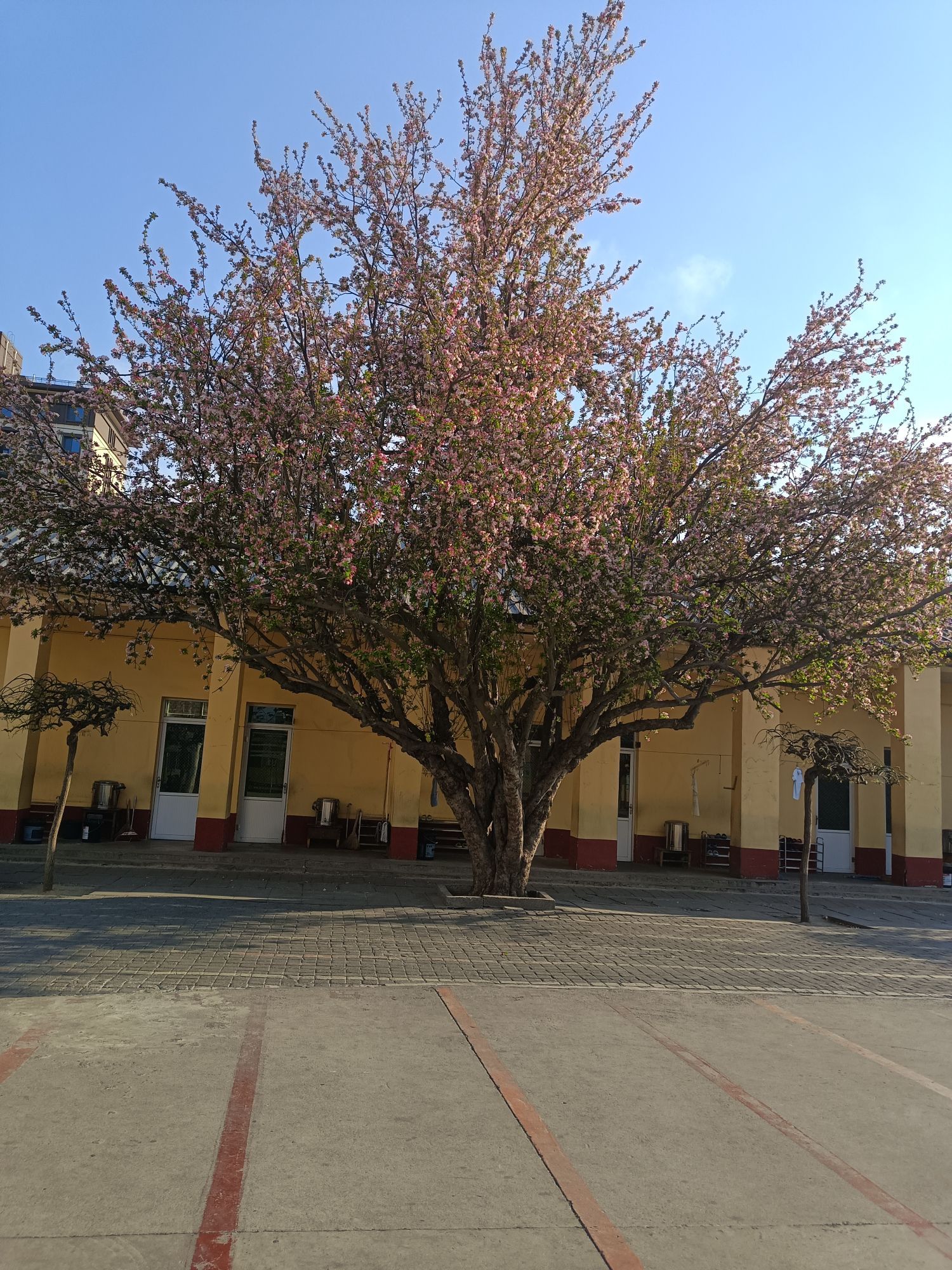 赵县兴华小学