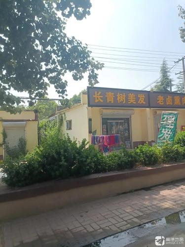 长青树理发