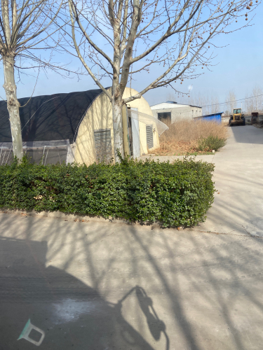辛集市万隆食用菌有限责任公司