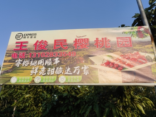 王俊民樱桃采摘园