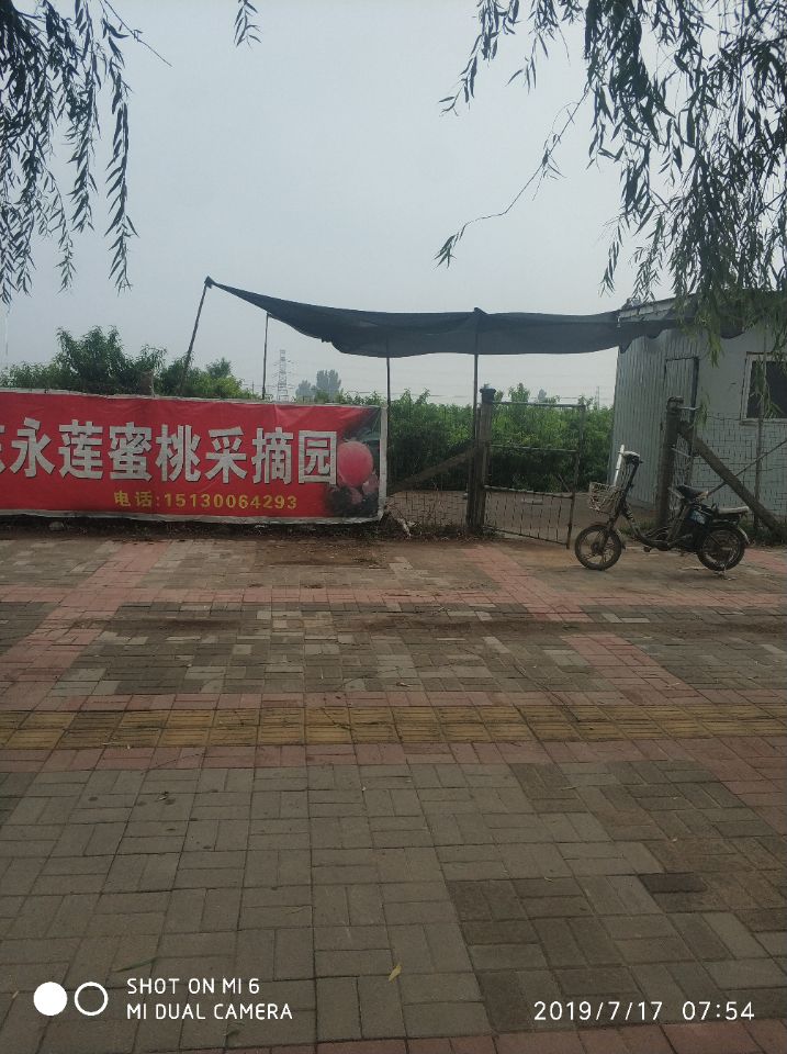 深泽永莲蜜桃采摘园