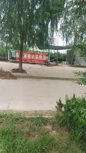 深泽永莲蜜桃采摘园