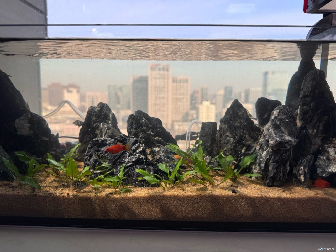 梦景园水族