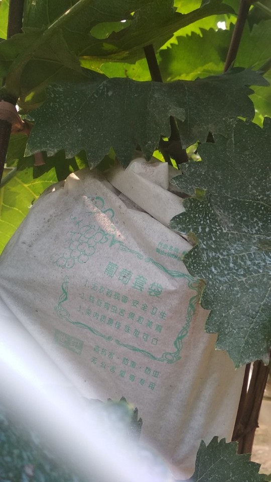 西任村葡萄采摘园农家乐