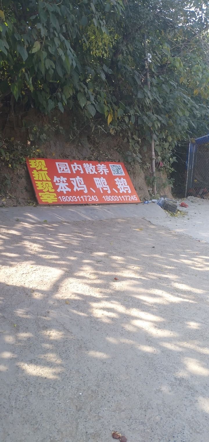 土老汉柴鸡养殖