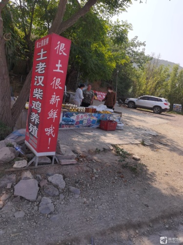 土老汉柴鸡养殖