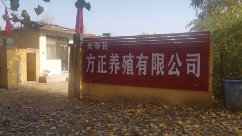 灵寿县方正养殖有限公司