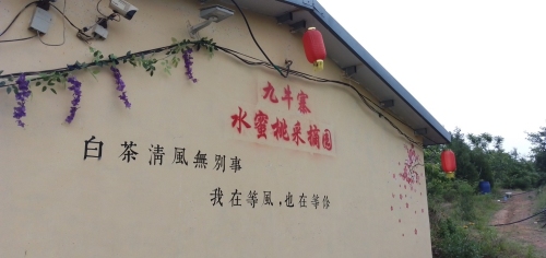 九牛寨水蜜桃采摘园