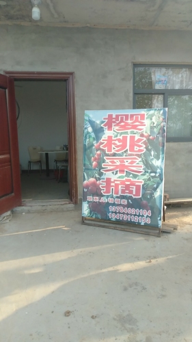 杨福宪樱桃采摘园