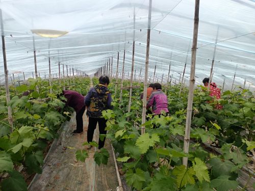 汉柏紫晶富硒葡萄观光采摘园