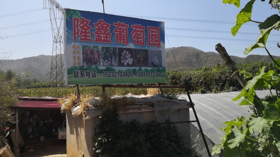 封龙山隆鑫葡萄园