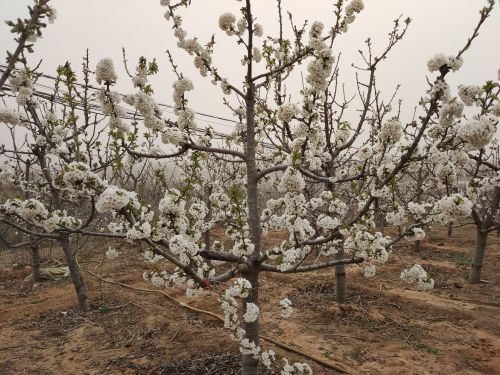 花果山苹果鲜桃采摘