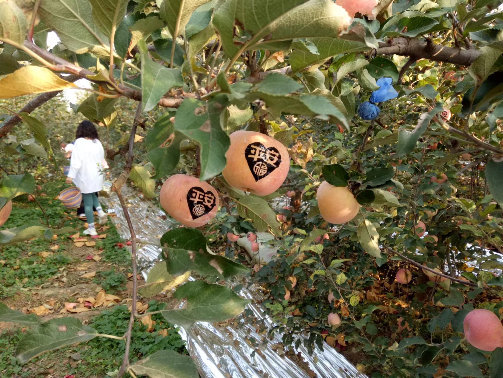 花果山苹果鲜桃采摘