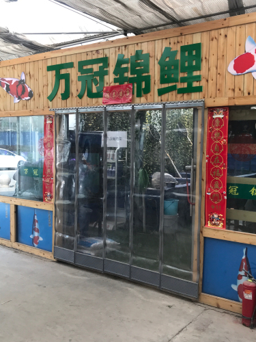 万冠锦鲤
