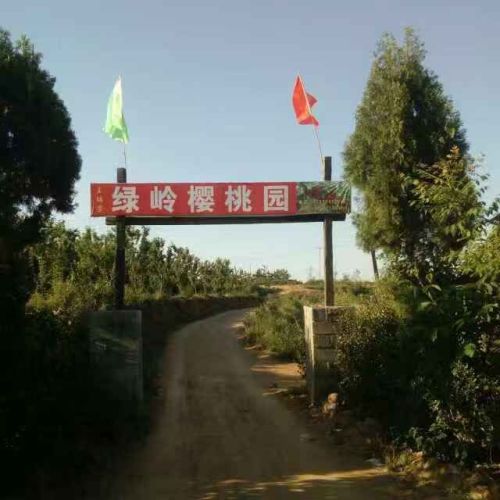 绿岭樱桃园一号区采摘园