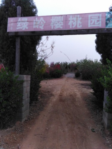 绿岭樱桃园一号区采摘园