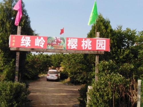 绿岭樱桃园一号区采摘园