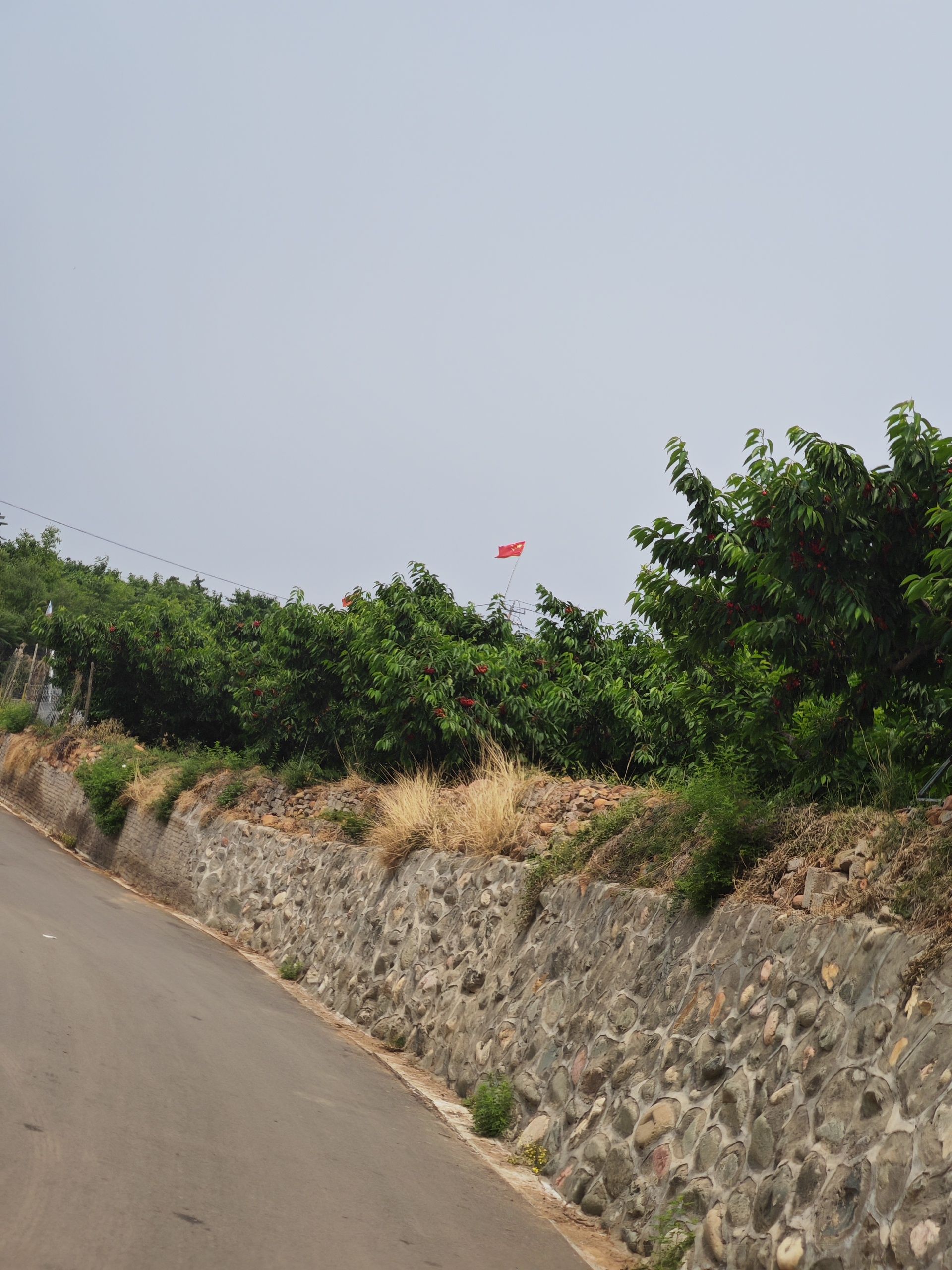 石家庄赞皇县鲍家滩满山红樱桃采摘园