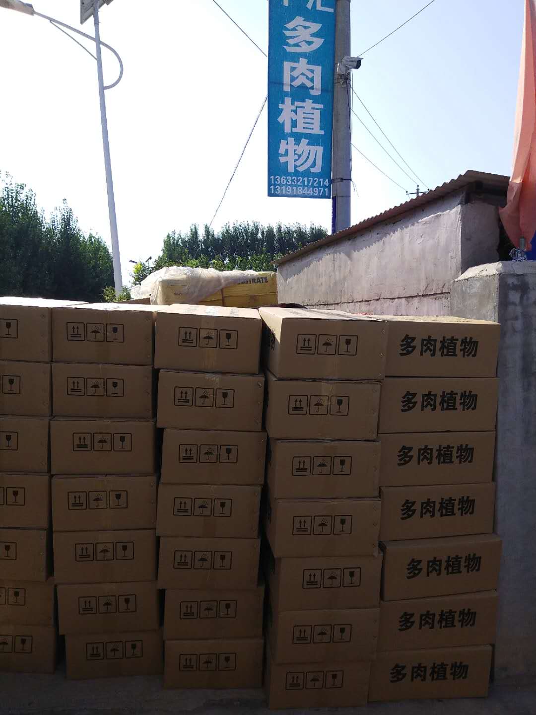 千汇多肉植物