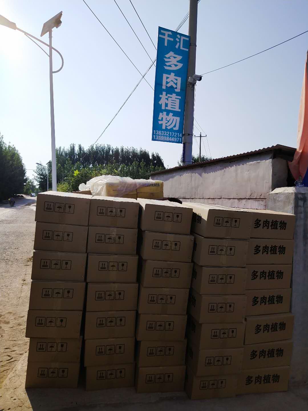 千汇多肉植物