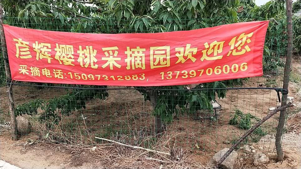 王彦辉樱桃采摘二园