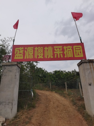 千根村盛源樱桃采摘园