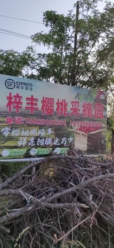 赞皇县鲍家滩梓丰樱桃采摘园
