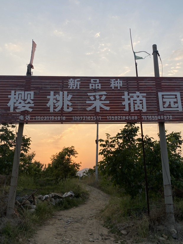 新品种樱桃采摘园建红家