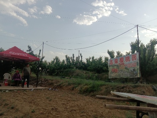 志荣樱桃园