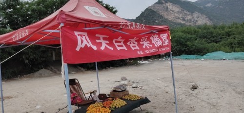 风天大杏采摘园