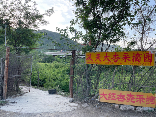 风天大杏采摘园