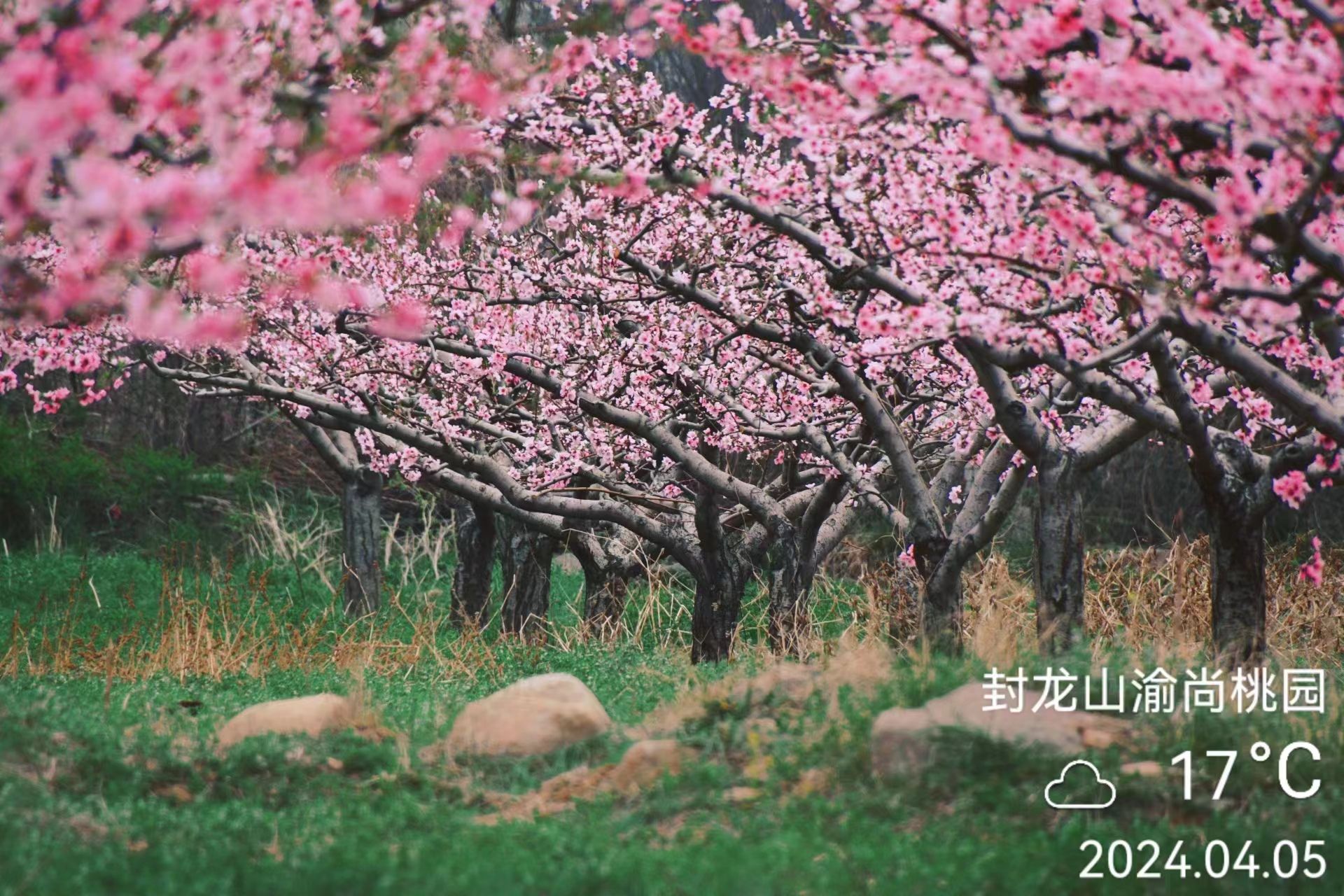 渝尚桃园