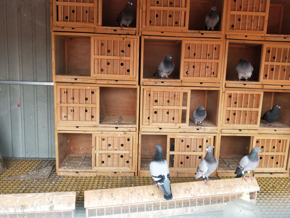 河北信鸽基地