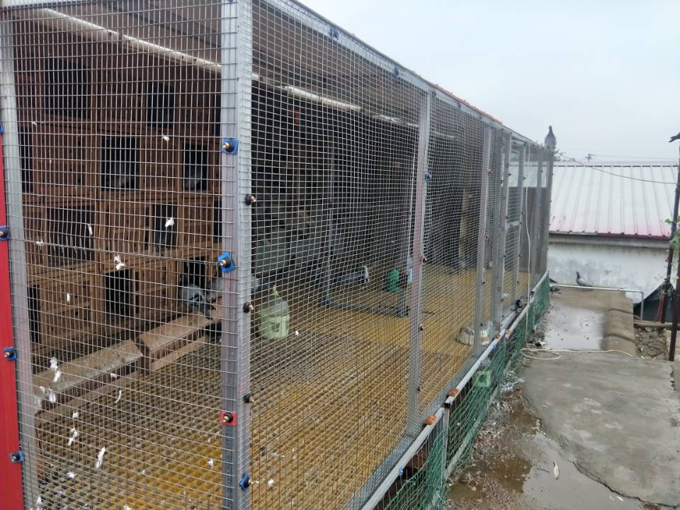 河北信鸽基地