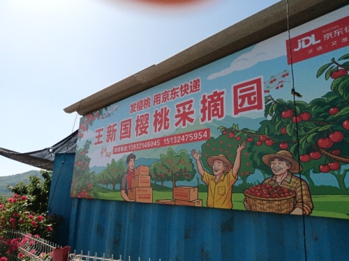 王新国樱桃采摘园
