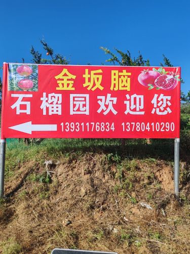 金坂脑石榴基地