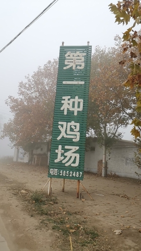 宁晋县第一种鸡场