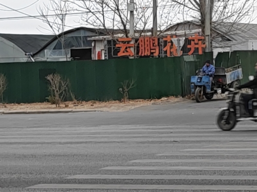 云鹏花卉批发