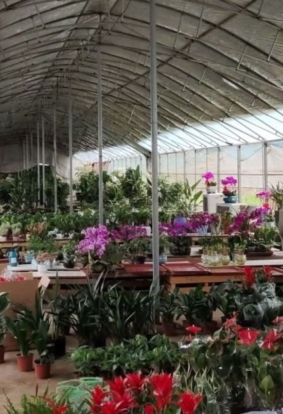 云鹏花卉批发