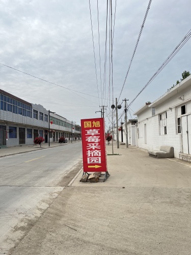 新乐市国旭草莓采摘园