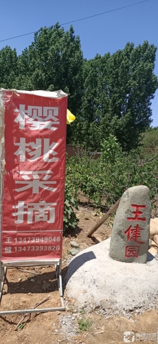 王健樱桃采摘苗木出售合作社